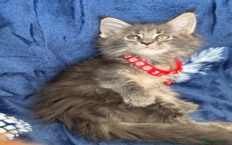 Maine Coon cats for sale: Pedigree MainCoon Kittens  - Image 12
