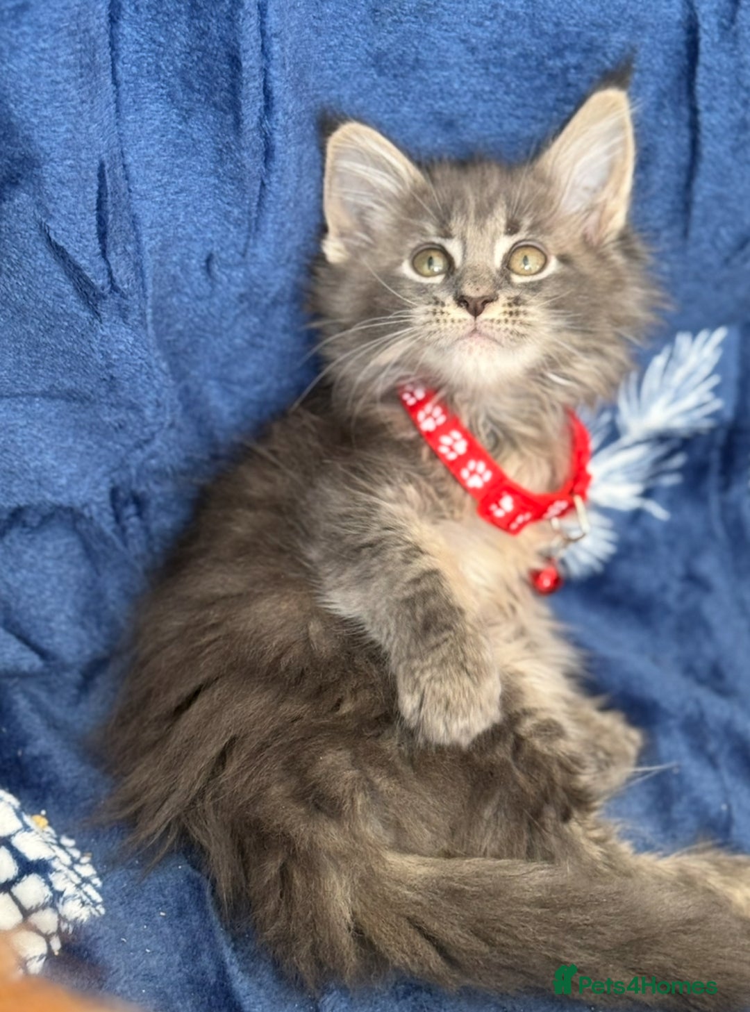 Maine Coon cats for sale: Pedigree MainCoon Kittens  - Image 12