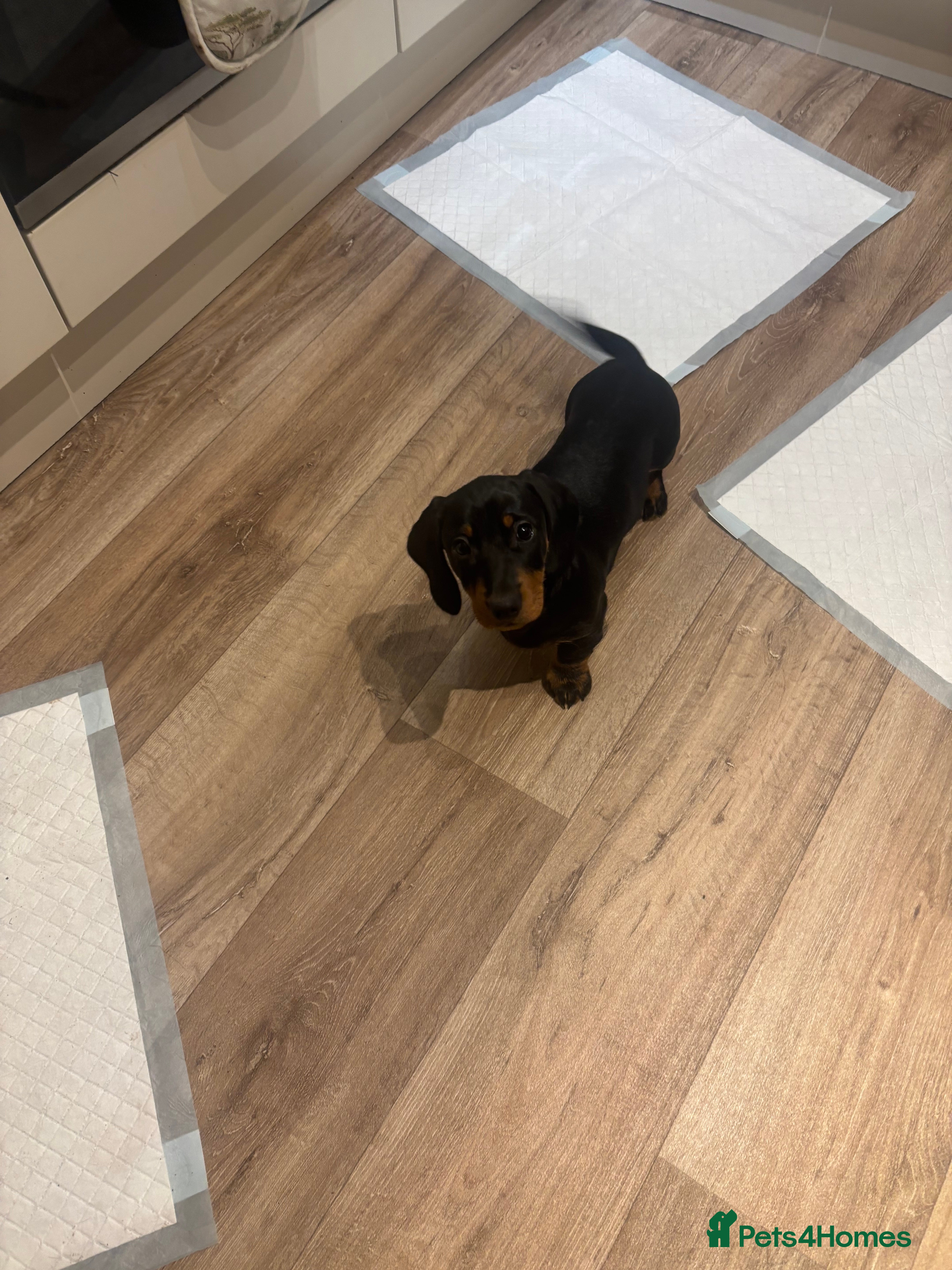 Dachshund dogs Standard Wire hairedX boy looking for forever home - Advert 13