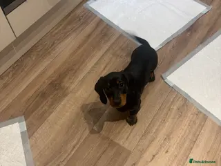 Dachshund dogs Standard Wire hairedX boy looking for forever home - Advert 13