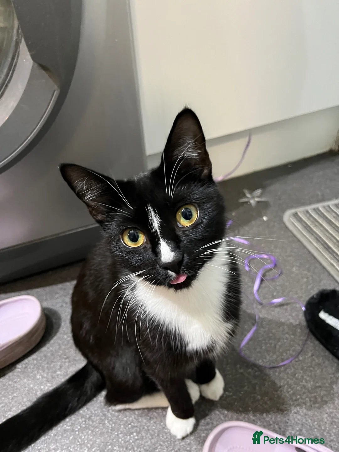 Mixed Breed cats for sale: 4 Kittens for sale - 2 male 2 female! - Advert 2