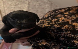 Mixed Breed dogs for sale: Labrador X Yorkshire terrier  - Image 12