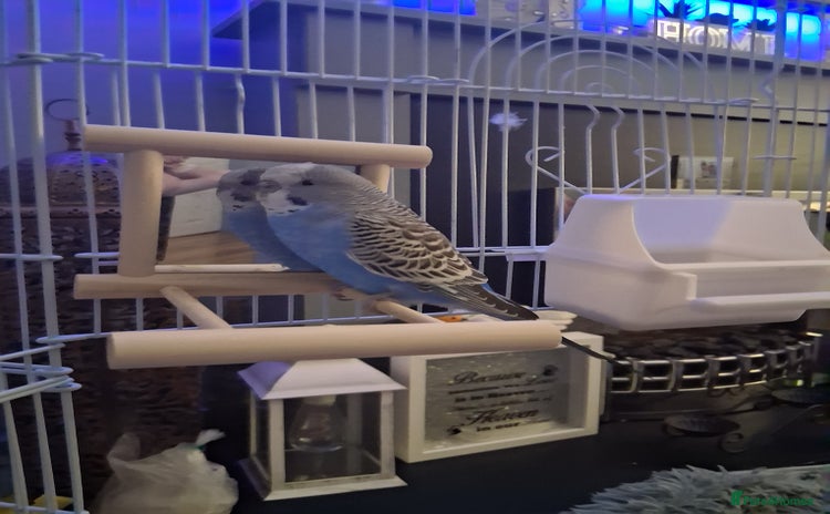 Budgerigars birds - Advert 19