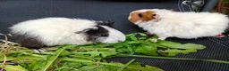 Guinea Pig rodents for sale: Beautiful baby girl piggies  - Advert 7