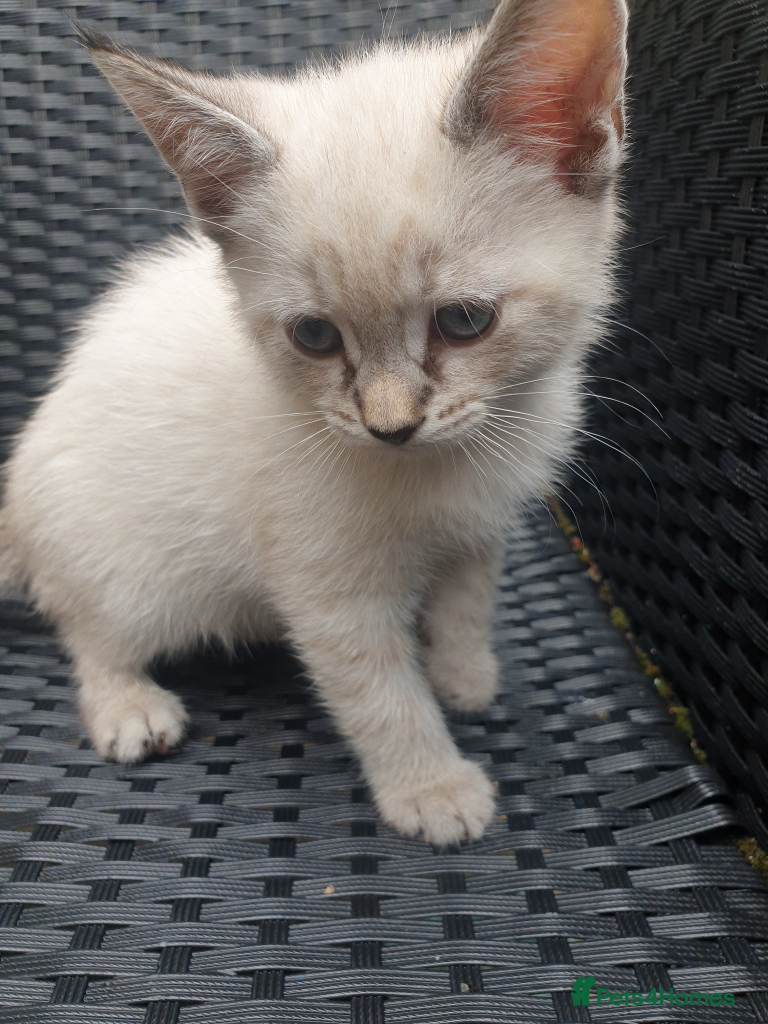 Mixed Breed cats for sale: Kittens for sale - Advert 11