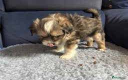 Lhasa Apso dogs for sale: Lhasa Apso Puppies – Tiny Tails, Big Hearts! - Image 29