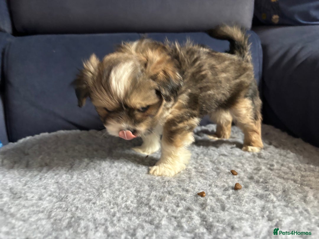 Lhasa Apso dogs for sale: Lhasa Apso Puppies – Tiny Tails, Big Hearts! - Image 29