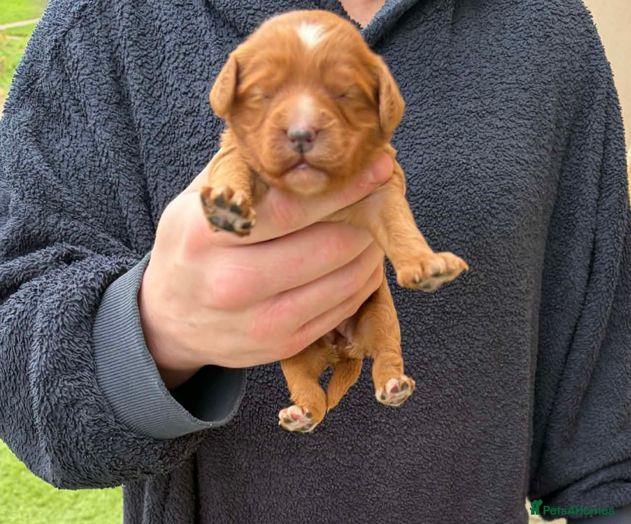 Cockapoo dogs F1 cockapoos [health tested ) - Advert 8