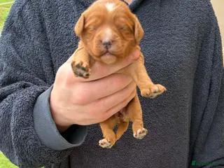 Cockapoo dogs F1 cockapoos [health tested ) - Advert 5