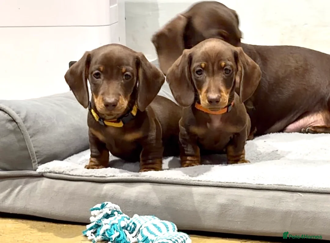 Miniature Dachshund dogs for sale: Quality KC Registered Miniature Dachshund Litter - Advert 2
