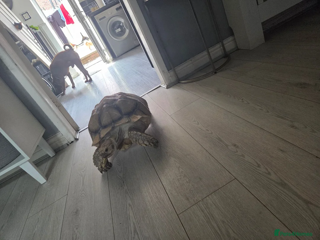 Turtle reptiles for sale: Huge tortoise for sale - Advert 2