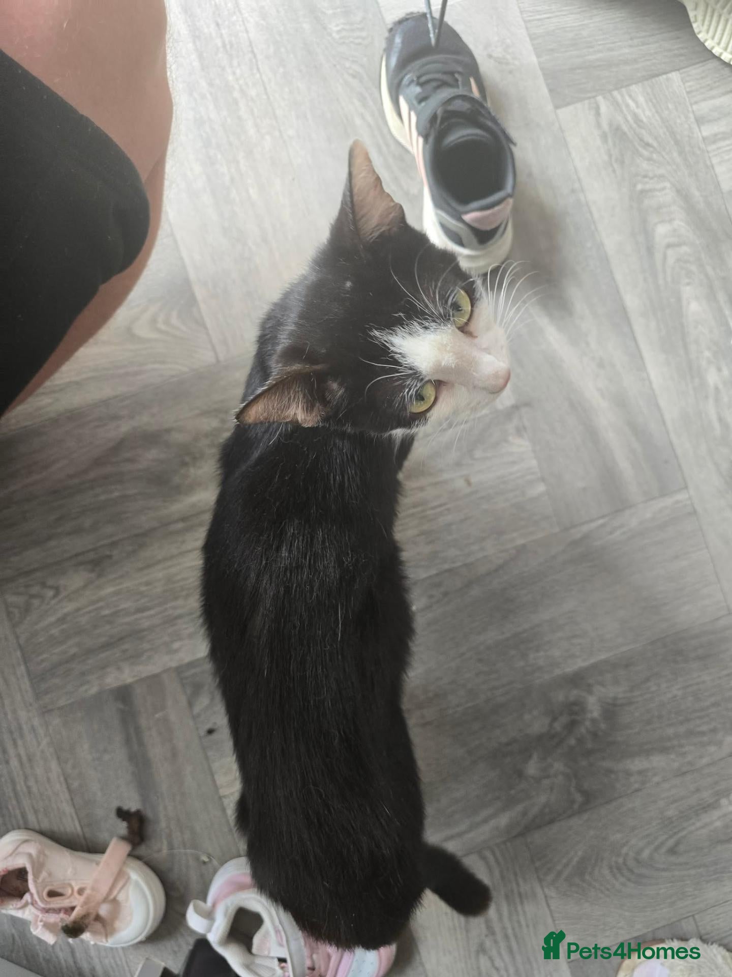 Mixed Breed cats Beautiful kittens looking for forever home - Advert 11