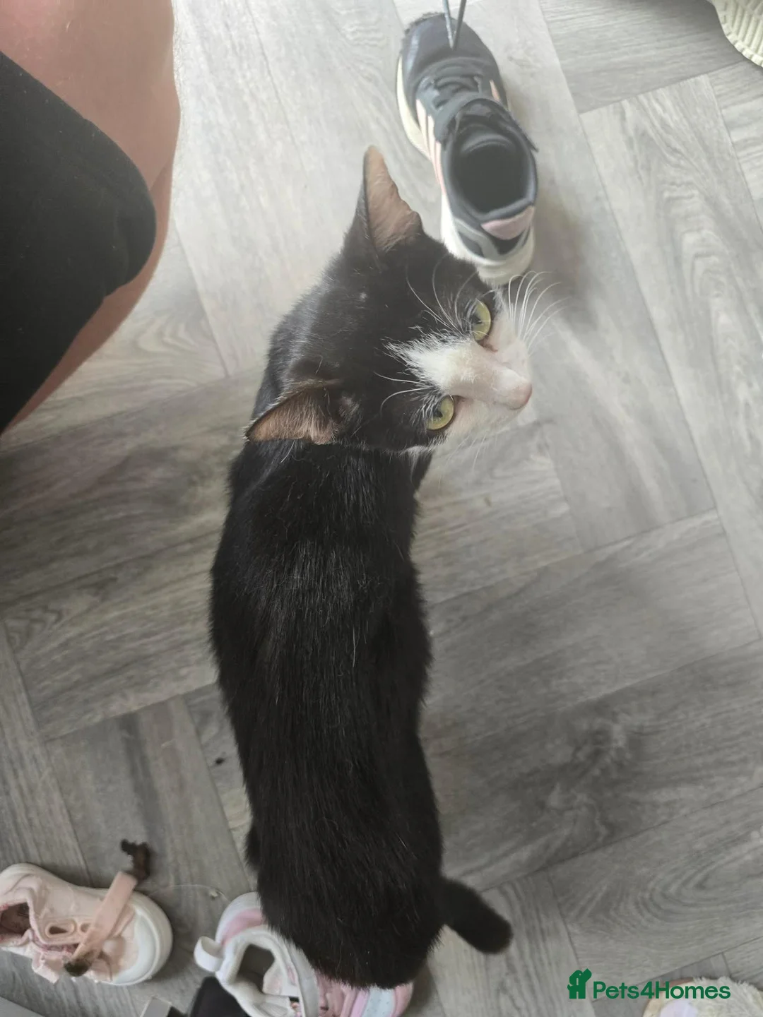 Mixed Breed cats for sale: Beautiful kittens looking for forever home - Advert 1