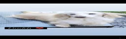 Miniature Dachshund dogs for sale: Miniature cream long hair puppies for sale  - Advert 8