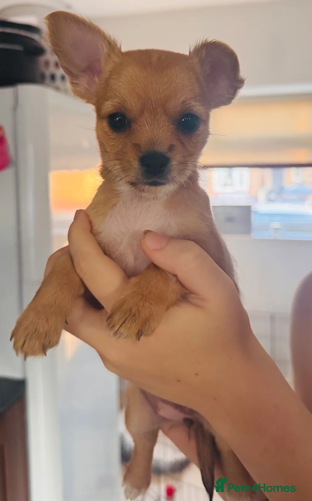 Pomchi dogs for sale: Pomchi puppies - Advert 2