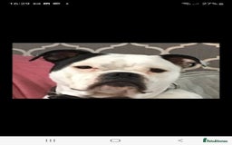 Dorset Olde Tyme Bulldogge dogs for sale: Dorset old tyme bulldogs  - Image 4