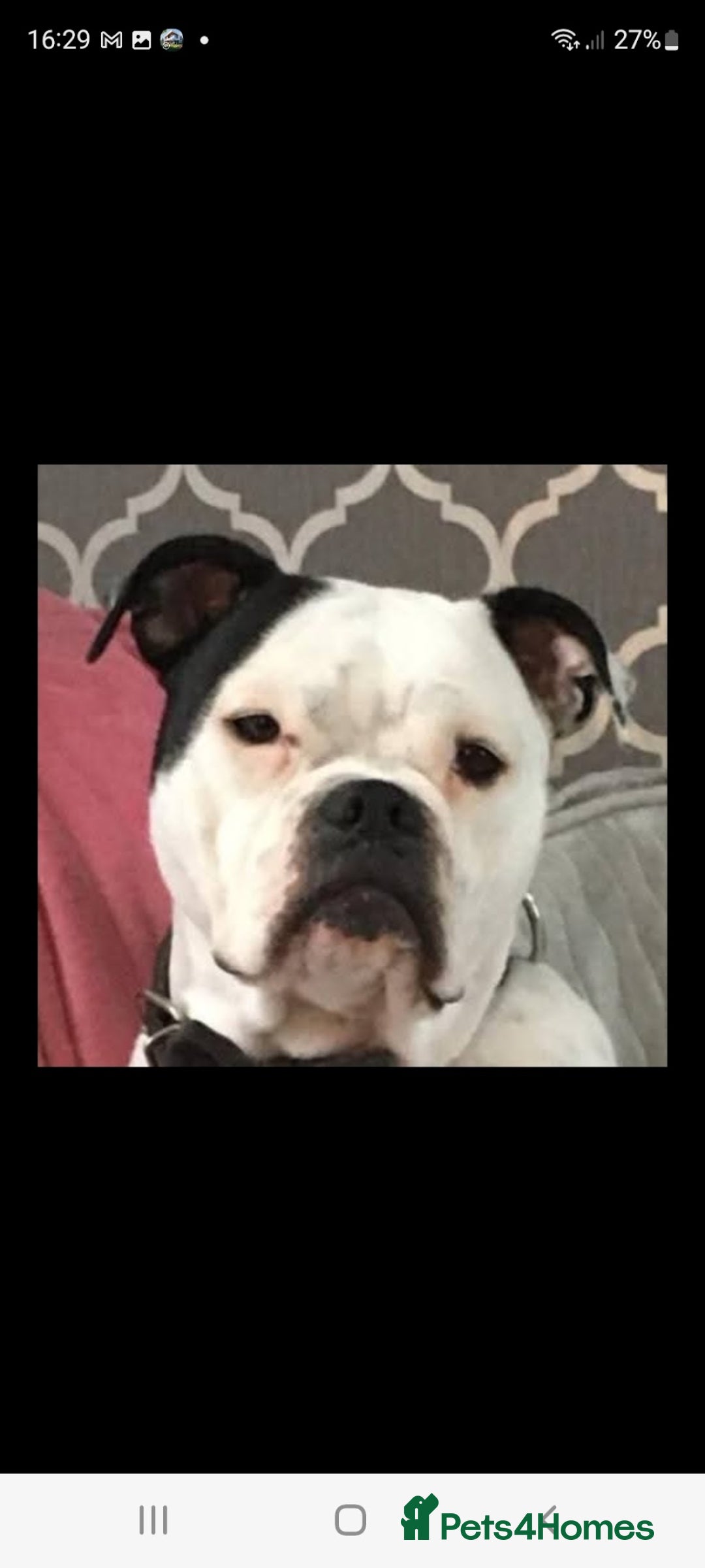 Dorset Olde Tyme Bulldogge dogs for sale: Dorset old tyme bulldogs  - Image 4