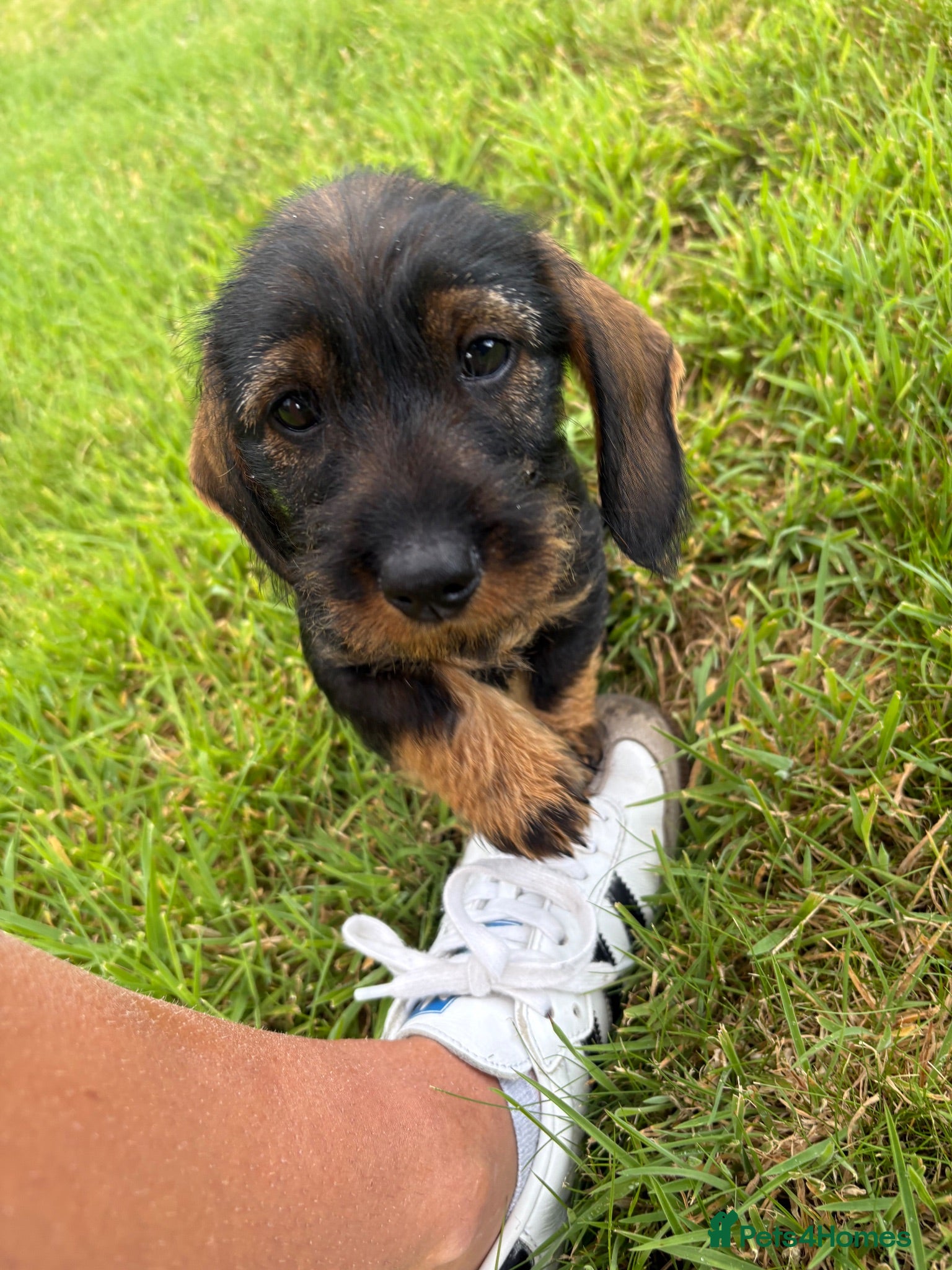 Dachshund dogs KC REG STANDARD WIRED HAIRED DACHSHUND (TECKELS) - Advert 2