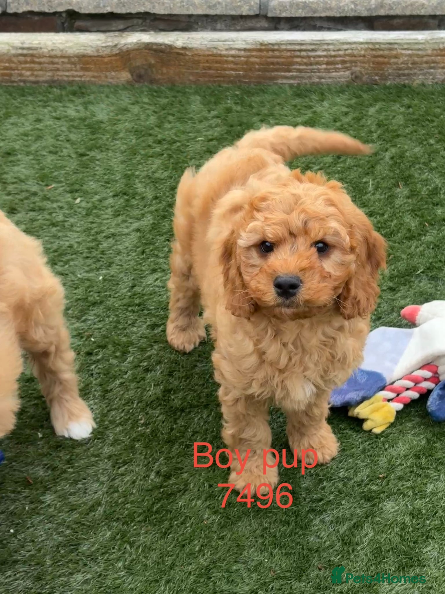Cavapoochon dogs Stunning litter of Cavapoochon pups. - Advert 2