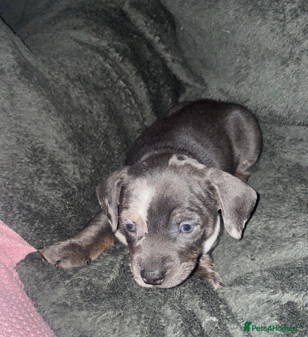 Mixed Breed dogs for sale: Frenchie/ dashund  - Advert 11