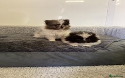 Pomeranian dogs for sale: Pomeranian  - Image 3