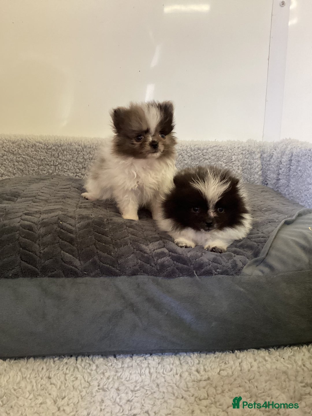 Pomeranian dogs for sale: Pomeranian  - Image 3