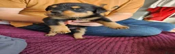 Rottweiler dogs for sale: Red puppy rottweiler  in Basingstoke - Advert 13