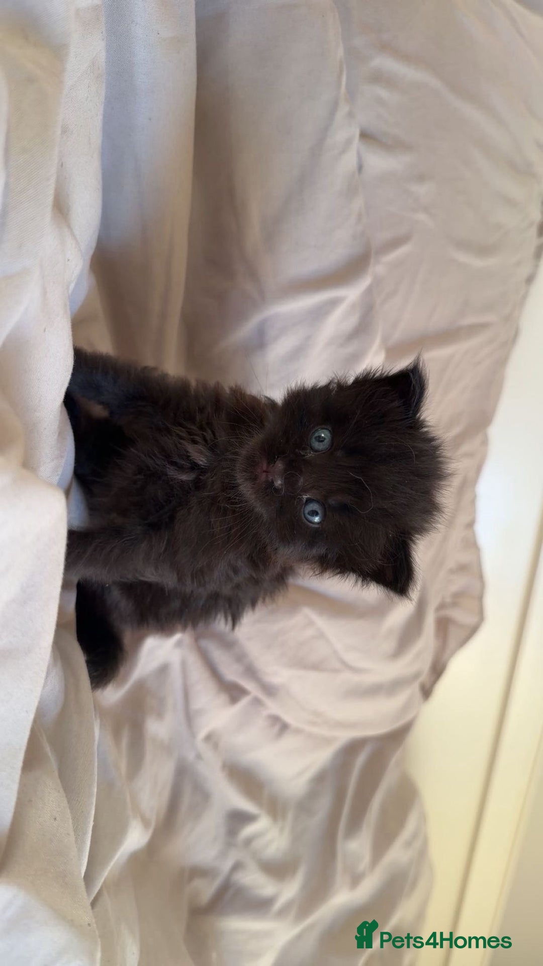 Maine Coon cats for sale: Beautiful Maine Coon Kittens - 1 pretty girl left - Advert 15