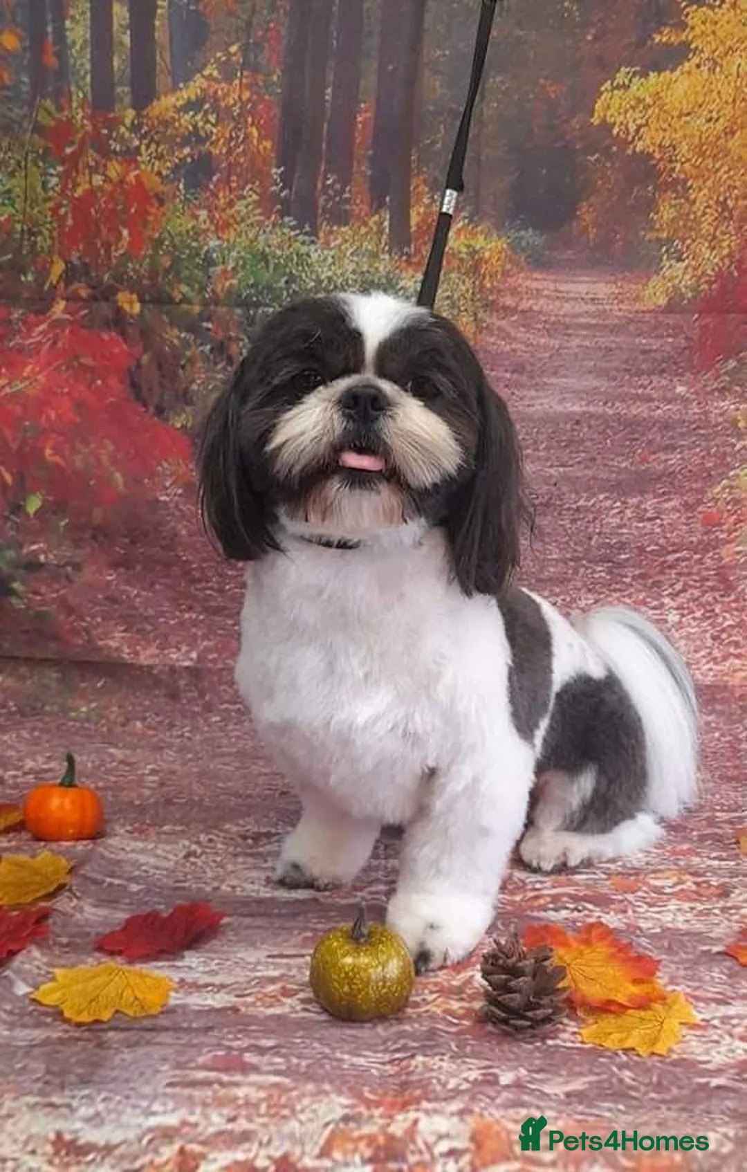 Shih Tzu dogs for stud: proven Shih tzu for stud - Advert 1
