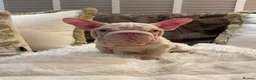 French Bulldog dogs for sale: Female Pink Velvet French Bulldog for sale  - Advert 6