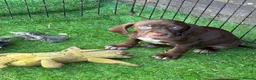 Mixed Breed dogs for sale: Stunning Vizsla X puppies - Advert 7