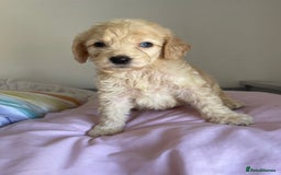 Cockapoo dogs for sale: Cockapoo puppies  - Image 12