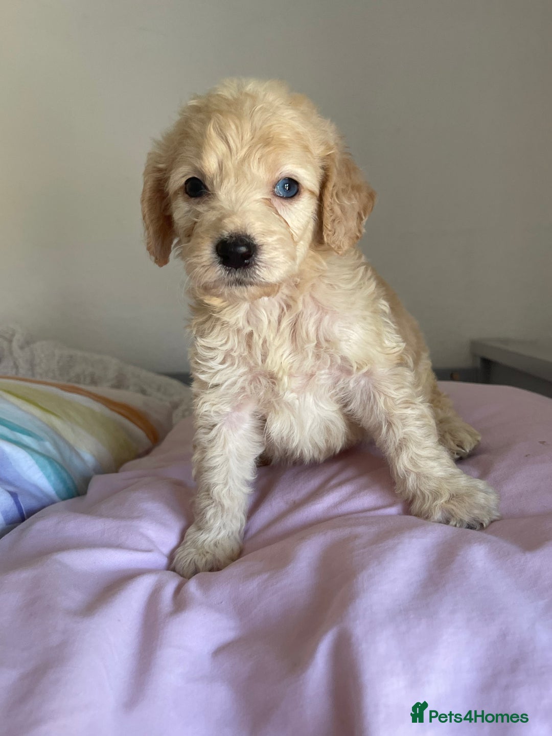 Cockapoo dogs for sale: Cockapoo puppies  - Image 12