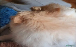 German Shepherd dogs for sale: Stunning white puppy 6 months old ready now in Horsham - Image 7
