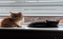 Maine Coon cats for sale: Ginger / tri colour pure Maine coon kittens  - Image 2