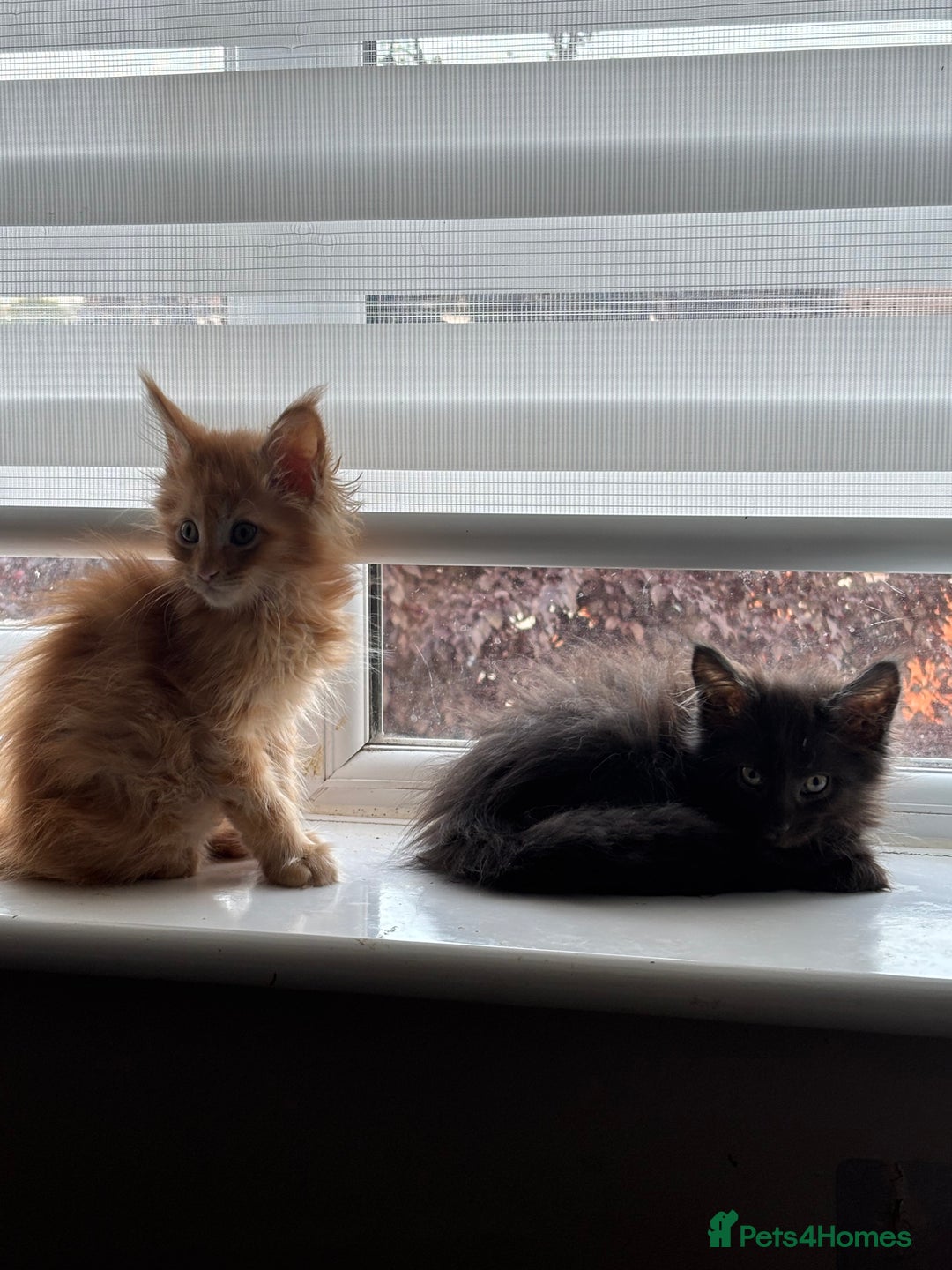 Maine Coon cats for sale: Ginger / tri colour pure Maine coon kittens  - Image 2