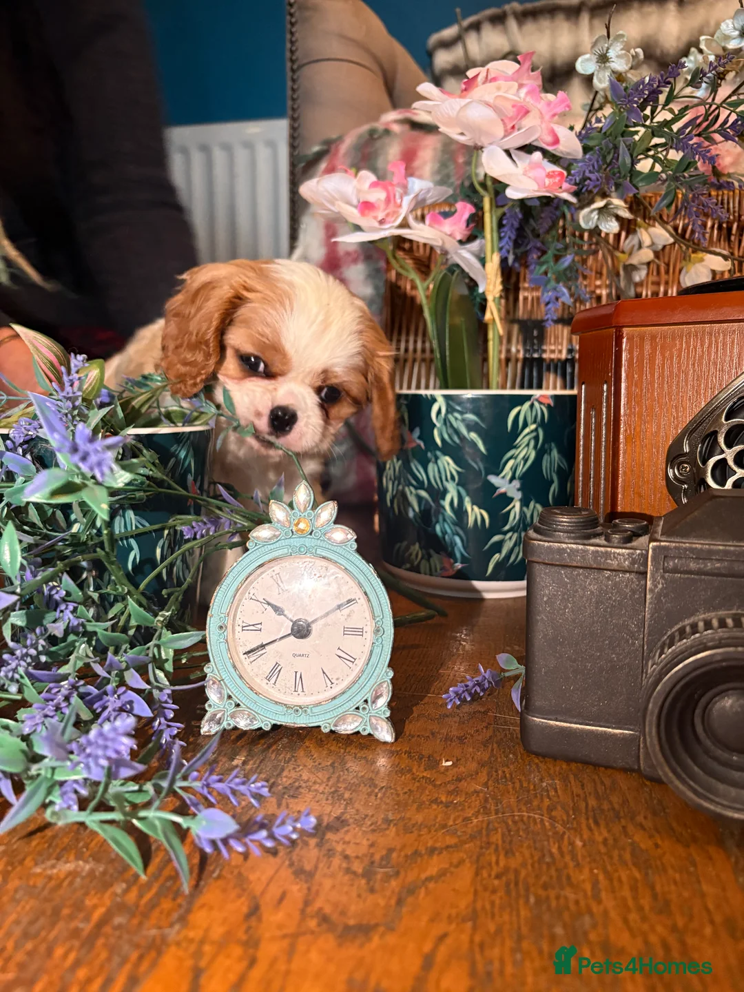 Cavalier King Charles Spaniel dogs for sale: KC PEDIGREE CAVALIER KING CHARLES - Advert 6