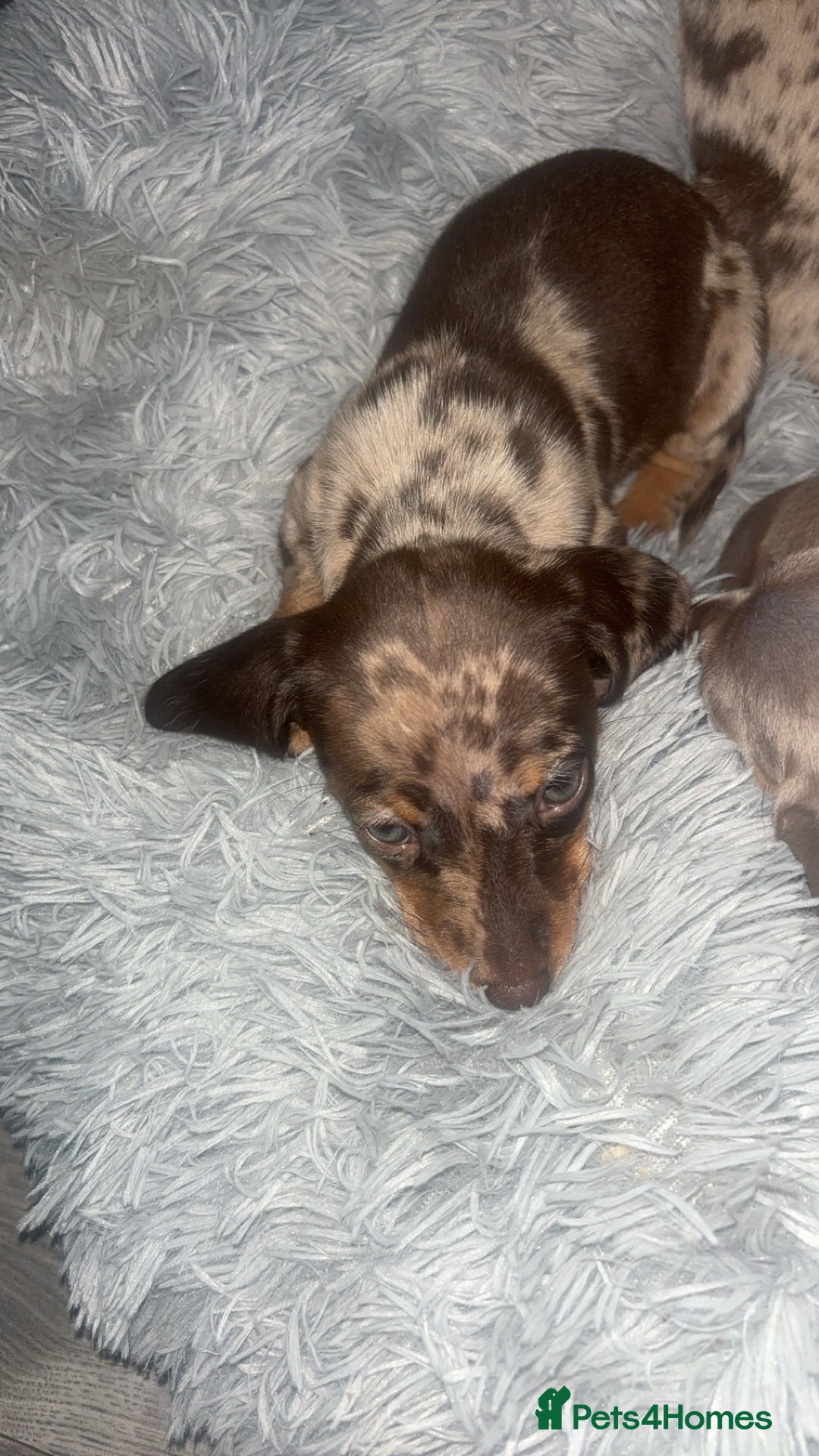 Dachshund dogs for sale: Miniature dachshund puppies for sale  - Advert 10