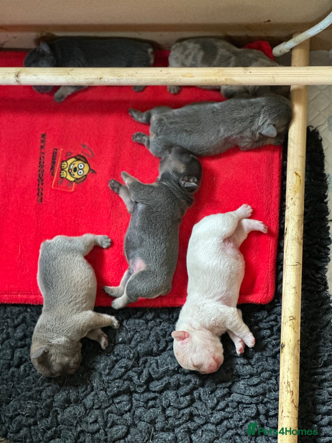 French Bulldog dogs for sale: 5 Beautiful French Bulldog Puppies  - Image 3