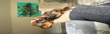 Beautiful chocolate phantom
