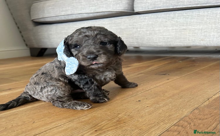Cavapoo dogs - Advert 2