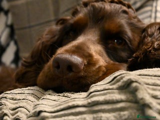 Cocker Spaniel dogs in Durham - Advert 20