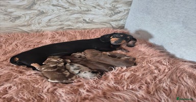Dachshund dogs - Advert 8