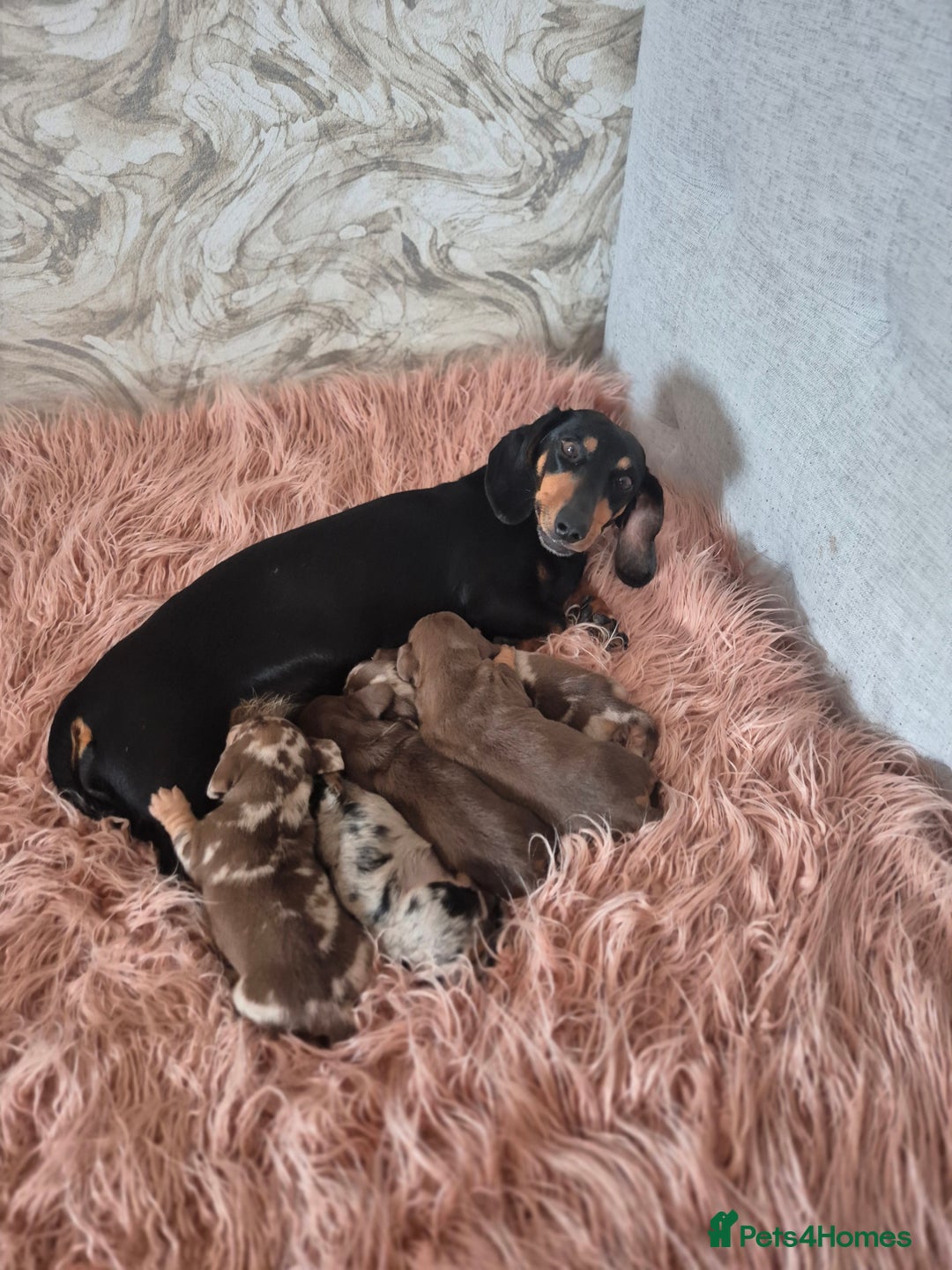 Dachshund dogs for sale: Miniature dachshund puppies PRA CLR - Image 2