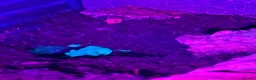 Axolotl reptiles for sale: Thai Forest Scorpions — £20 each - Advert 5