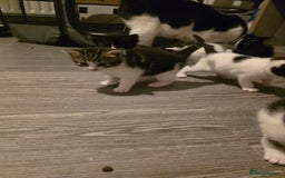 British Shorthair cats for sale: Kittens - Image 11