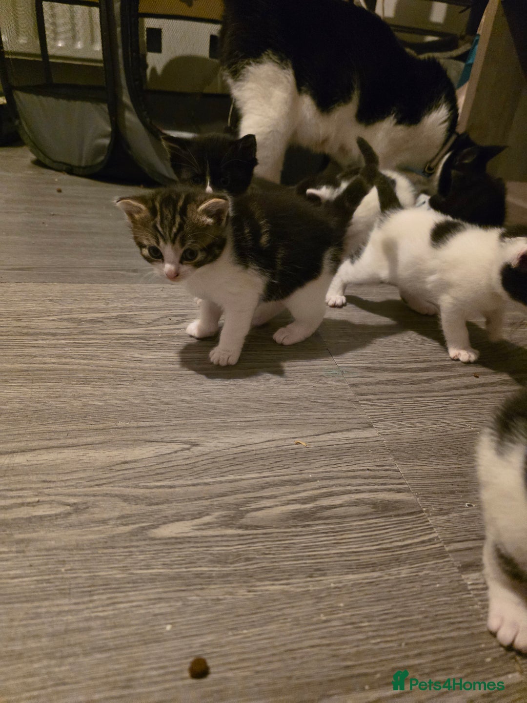 British Shorthair cats for sale: Kittens - Image 11