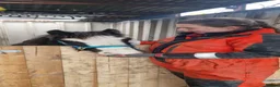 Welsh Section D horses for sale: 2 year old Elvis in Spilsby - Advert 4