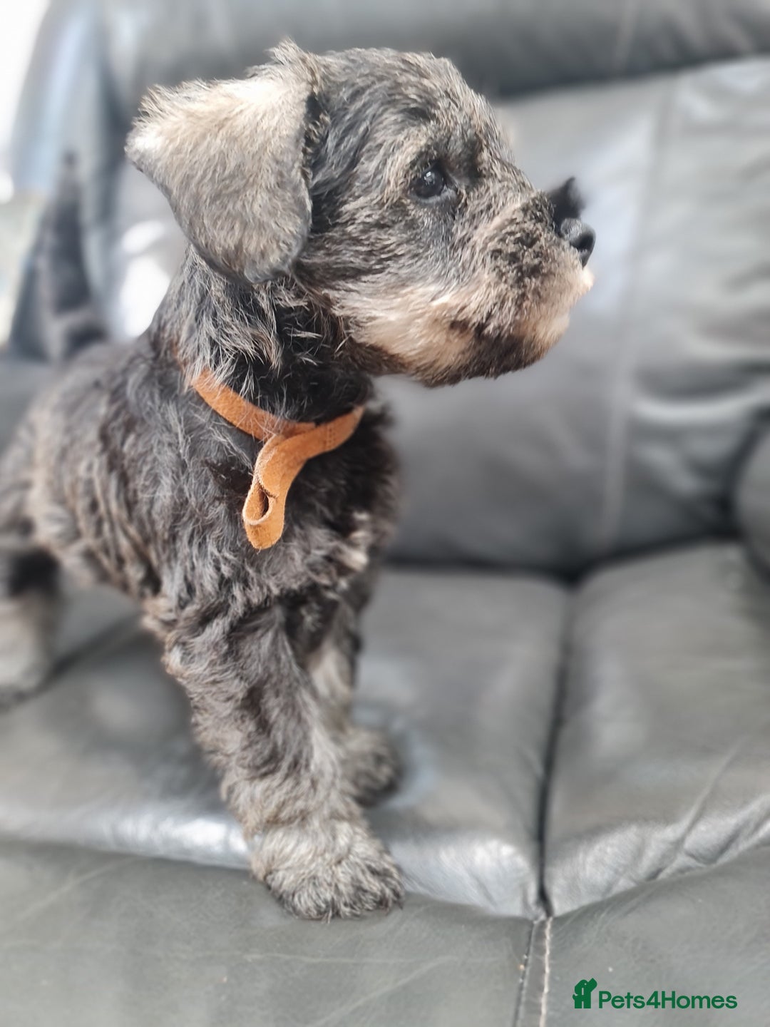 Miniature Schnauzer dogs for sale: Miniature Schnauzer Puppies KC Registered. 5M 2Fm - Image 8