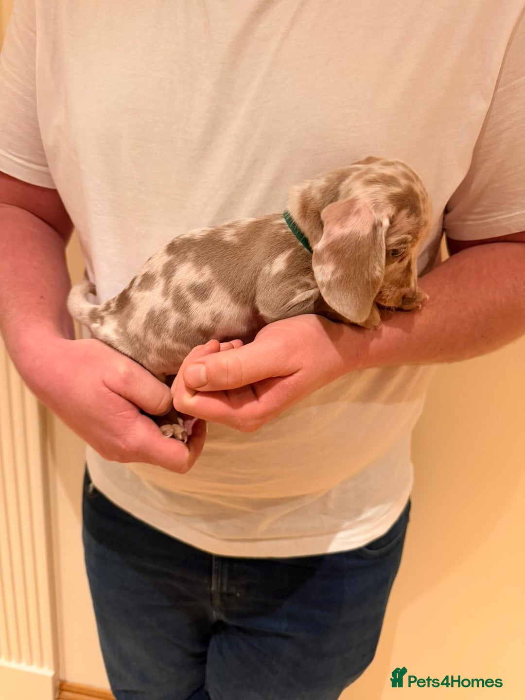 Miniature Dachshund dogs for sale: Miniature dachshund  - Advert 8